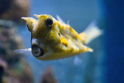 Close up of a puffer fish