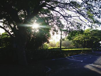 Sun shining through trees