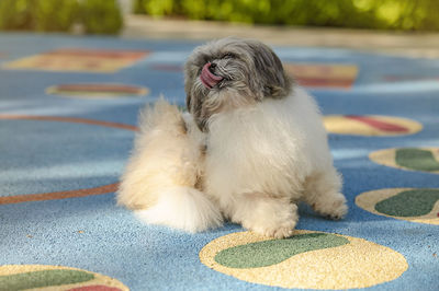 Adorable little dog scratching himself in the garden