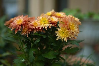 Close-up of yellow flowering plant