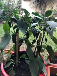 Close-up of potted plant