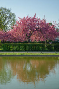 Pink cherry blossom by lake against sky