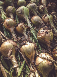 Full frame shot of onions