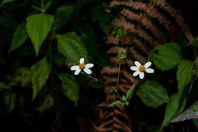 Close-up of white flowering plant