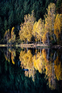 Scenic view of lake in forest during autumn