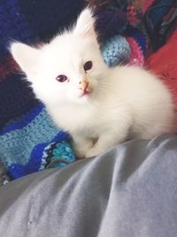 Portrait of kitten relaxing on bed at home