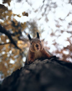 Low angle view of squirrel on tree trunk