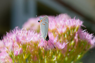 Close-up of butterfly pollinating on pink flower