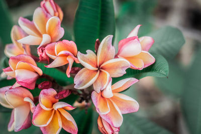 Close-up of frangipani flowers