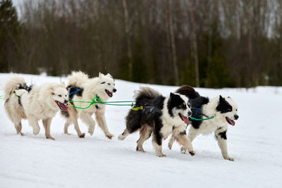 Running husky dog on sled dog racing. winter dog sport sled team competition. siberian husky dog