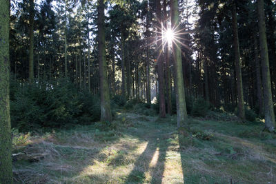 Trees in forest against sky