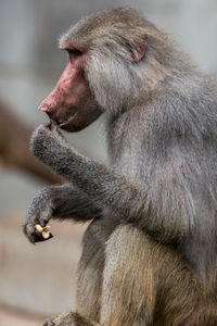 Close-up of monkey