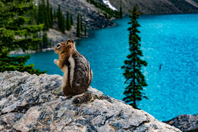 Squirrel sitting on rock over lake