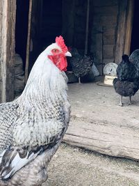 View of rooster on field