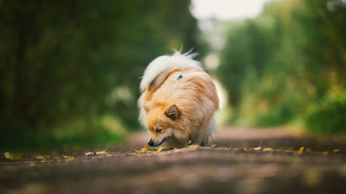 Close-up of golden retriever