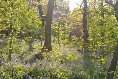 Scenic view of flowering trees in forest