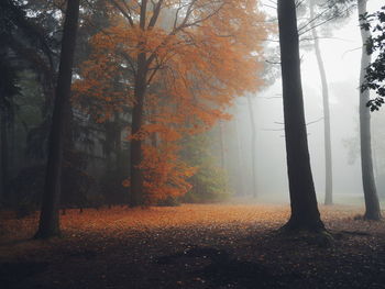 Autumn trees in forest during foggy weather