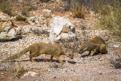 Two yellow mongooses in scrubland in kgalagadi transfrontier park, south africa