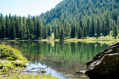 Scenic view of lake by trees in forest against sky