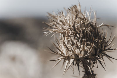 Close-up of wilted plant