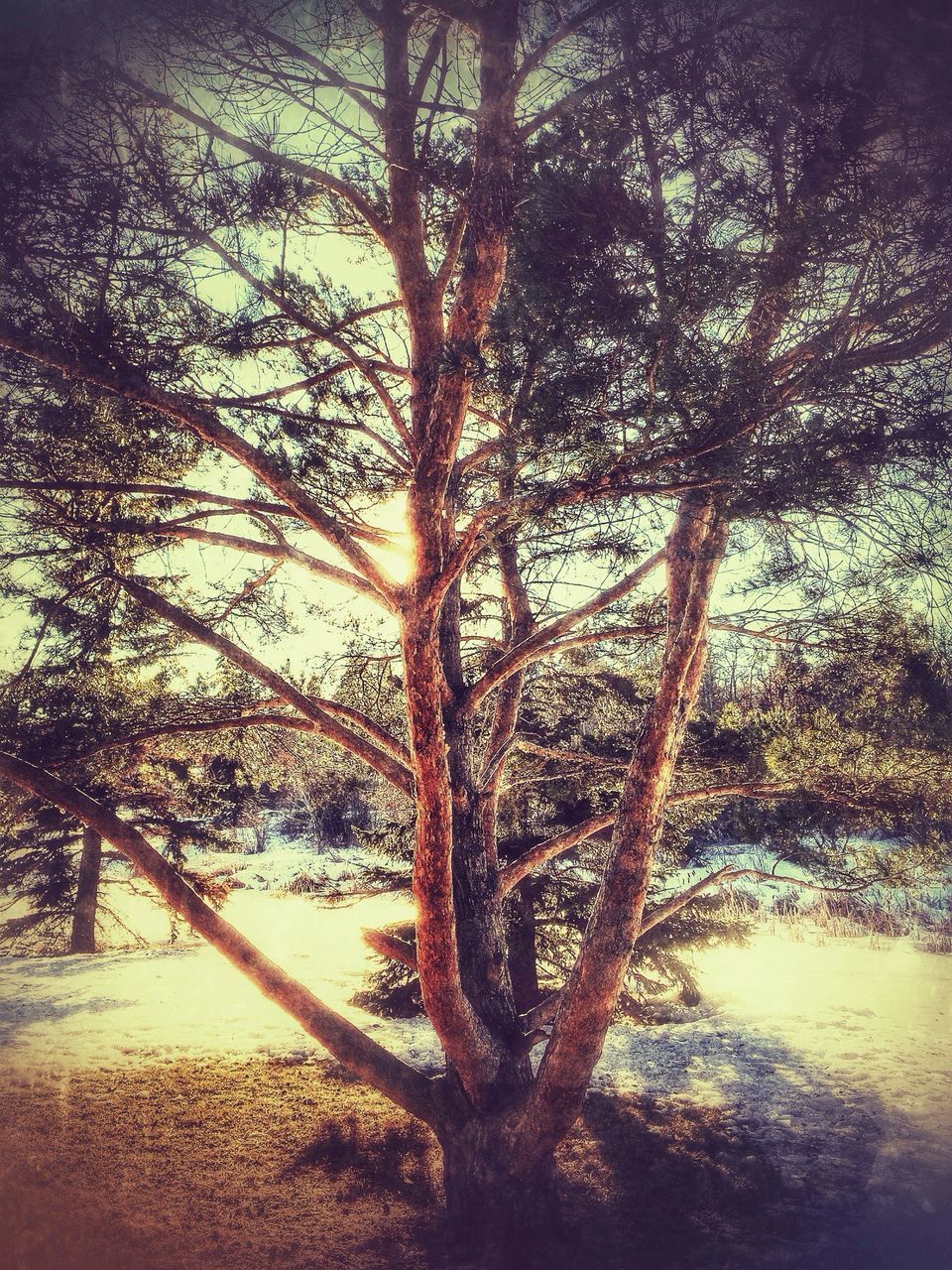 tree, tranquility, branch, growth, nature, tranquil scene, tree trunk, sunlight, beauty in nature, scenics, sunset, sun, bare tree, water, silhouette, sky, shadow, outdoors, field, no people