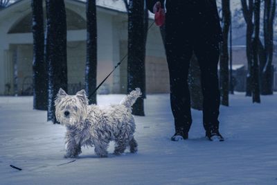 Low section of man standing with dog on snowy field