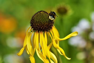 Close-up of bee pollinating on yellow flower