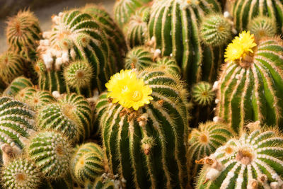 Close-up of succulent plant