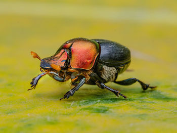 Colourful beetle 