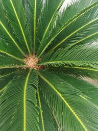 Close-up of palm tree