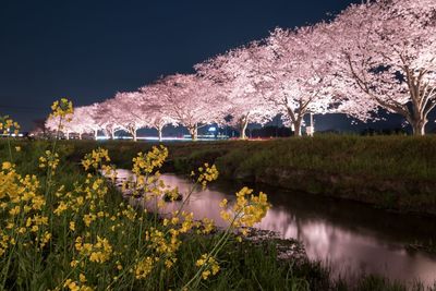 View of flowers growing on tree