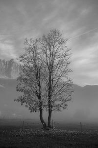 Bare tree on landscape against sky