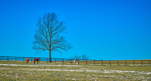 Bare tree on field against clear blue sky