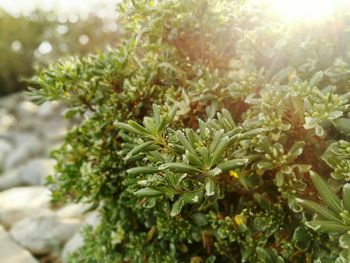 Close-up of fresh green plant