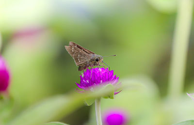 Close-up of butterfly on purple flower