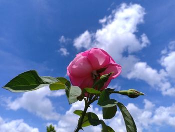 Close-up of pink flowering plant against sky