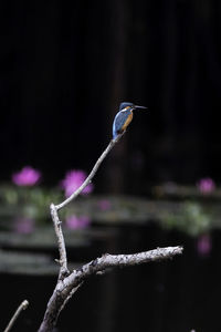 Close-up of bird flying against blurred background
