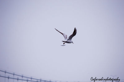 Low angle view of seagull flying in sky