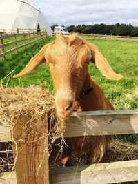 Cow in a field