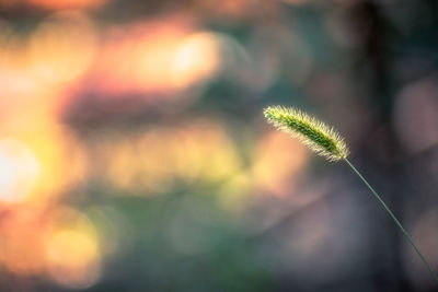 Close-up of plant against sky at sunset