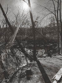 Bare trees in forest