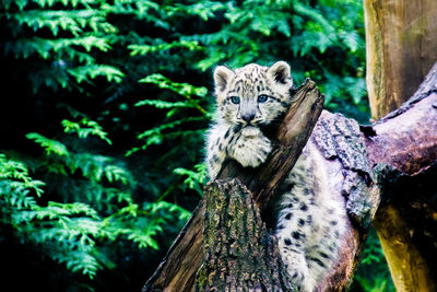 Snow leopard cub resting on tree