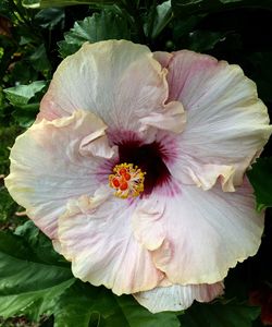 Close-up of pink flower blooming in garden