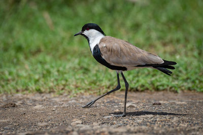 Blacksmith plover walks across track lifting foot