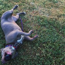 Dog on grassy field