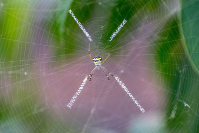 Close-up of spider on web