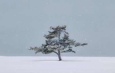 Tree on snow covered field