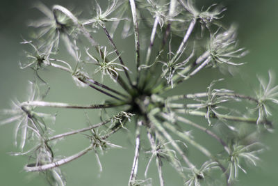 Close-up of pine tree branch