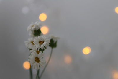 Close-up of yellow flowering plant