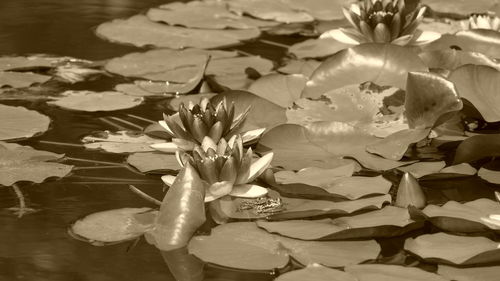 Close-up of lotus water lily